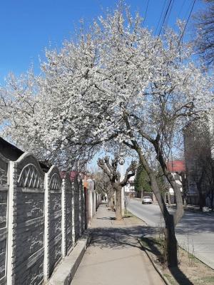 У Чернівцях розквітли магнолії, яблуні й алича - фото