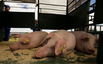 В Україні зафіксували 2 випадки африканської чуми свиней
