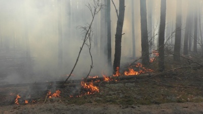 Названо ймовірні причини масштабних пожеж у Чорнобильській зоні