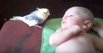 У соцмережах набирає популярності папуга, який співає пісню дитині - відео