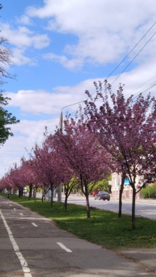 У Чернівцях заквітла алея сакур