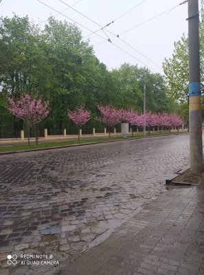 У Чернівцях заквітла алея сакур