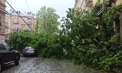 Негода в Чернівцях: у центрі міста дерево впало на припарковані авто – відео