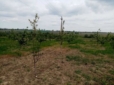 «Полуницю вже не врятувати»: заморозки побили врожай у садах і городах буковинців