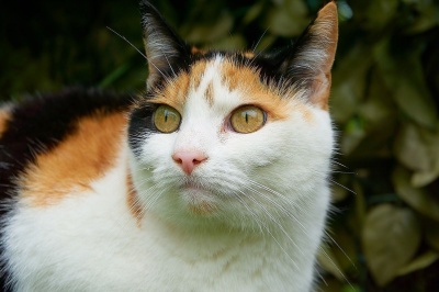 Триколірна кішка: прикмета — тримати вдома на щастя