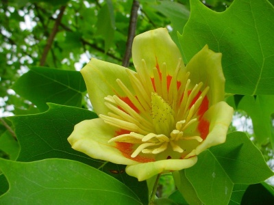 У ботанічному саду в Чернівцях зацвітають 150-літні тюльпанові дерева