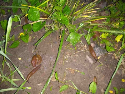 Руді слимаки «атакують» городину в Чернівцях: на дачах наробили шкоди