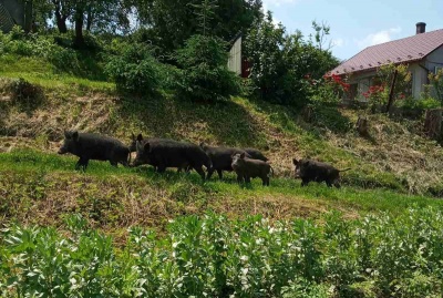У селі на Буковині по вулицях та городах ходило стадо  диких свиней