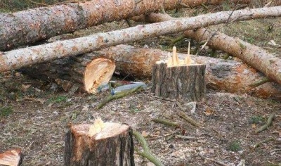 На території національного природного парку «Вижницький» виявлено незаконну порубку дерев