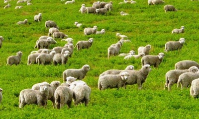 На Буковині фермери, які займаються вівчарством, можуть отримати гроші від держави