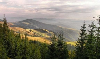 Національні парки Буковини проінспектують на предмет незаконної вирубки лісу