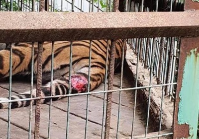 На Буковині у туристичному комплексі зоозахисники виявили пораненого тигра