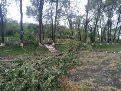 «Ліс ніби зрізало косою»: буревій завдав лиха селу на Буковині