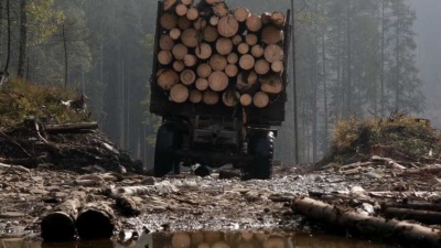 На Буковині “чорні лісоруби” вкрали деревини з лісу на понад півтори мільйони гривень