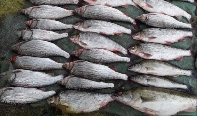 На Буковині троє браконьєрів незаконно наловили риби на понад пів мільйона гривень