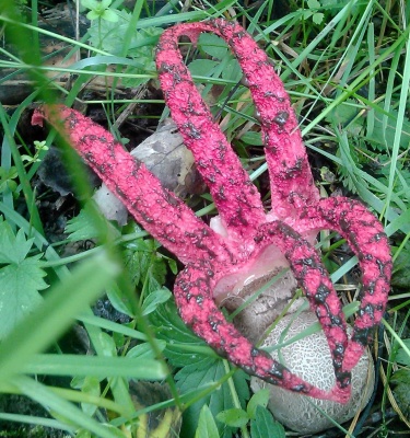 «Пальці диявола»: у лісі на Буковині знайшли рідкісний гриб