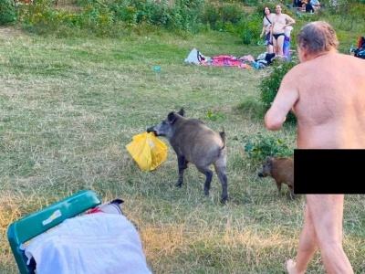 Голяка по пляжу: родина кабанів вкрала речі у відпочивальника - фото