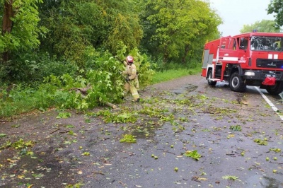 Вітром валило дерева: наслідки негоди на Буковині