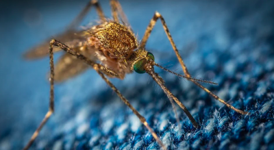 Синдром Скітера: лікарі попередили про небезпеку комариних укусів