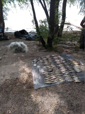 Сітками зловили 100 кілограмів риби:  Чернівецький рибоохоронний патруль розповів про порушників