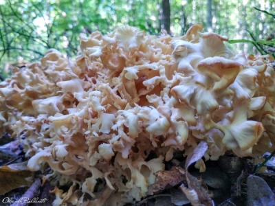 Українець знайшов у лісі рідкісного гриба – фото