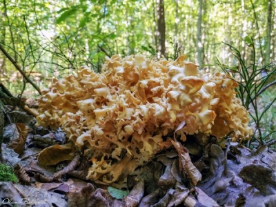 Українець знайшов у лісі рідкісного гриба – фото