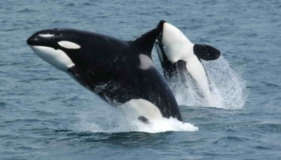 Через напади китів-убивць. Іспанія змушена заборонила яхтинг  