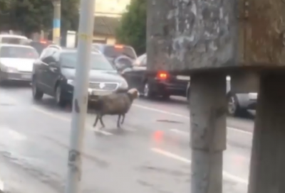 «То до виборів»: вулицями Чернівців пробіглась вівця – курйозне відео