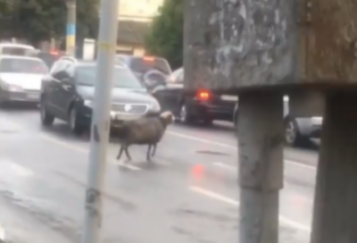 Вівця на вулицях Чернівців та контрабандна валюта. Головні новини 7 жовтня