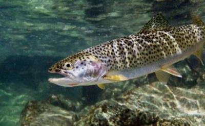 У гірських річках Буковини розпочався нерест форелі: де заборонено ловити рибу
