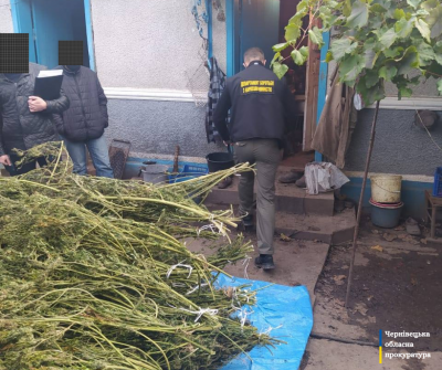 Правоохоронці вилучили 20 кг конопель у жителів Сокирянщини