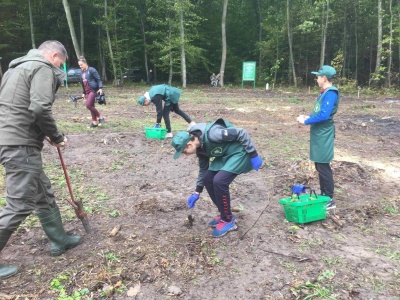 «Любимо, коли росте ліс»: на Буковині в акції «Озелення України» взяли участь школярі