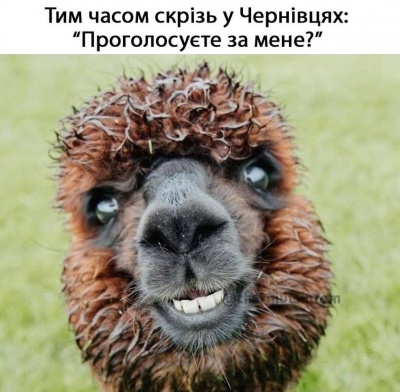 "Віталік, тільки не списуй один в один": підбірка мемів про вибори у Чернівцях