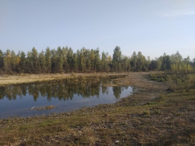 Чи будуть зимувати лебеді у Чорториї: в озерах розмило дамбу під час повені