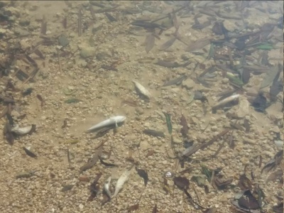На Дністровському водосховищі виявили масову загибель риби