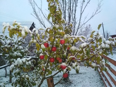 У горах Буковини випав сніг – фото
