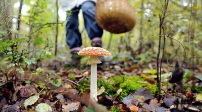 На Буковині від початку року отруїлися грибами 10 людей