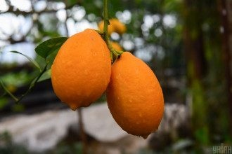 Дієтолог пояснила, кому не можна лимон Дієтолог пояснила, кому не можна лимон