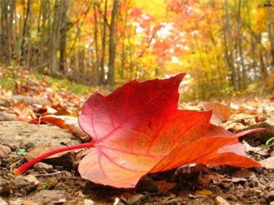 Народний синоптик прогнозує теплий листопад на Буковині