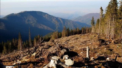 На Буковині активно відновлюватимуть ліси