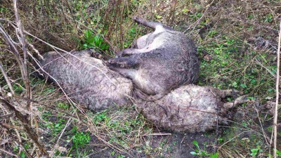 На Буковині виявили трупи свиней, які заражені АЧС