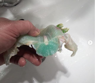 На Рівненщині рибалка зловив щуку із зеленим м’ясом – фото