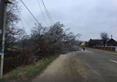 Негода наробила лиха на Буковині: повалило дерева та обірвало лінії електропередач