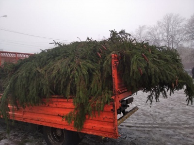 «Прикрасимо і буде люкс!»: у Чернівцях встановили головну ялинку - фото