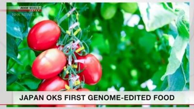 У Японії вперше схвалили продаж помідорів з модифікованим геномом