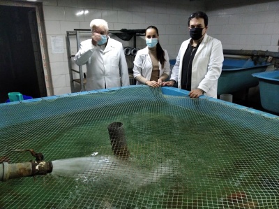 У лабораторії ЧНУ вирощують червонокнижних риб під сонячними батареями - фото