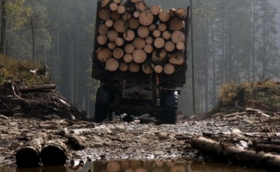 У Мінекології оцінили незаконний обіг деревини в Україні. Результати вражають 