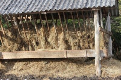 «Вони величні і прекрасні»: на Буковині відновлюють популяцію зубрів - фото