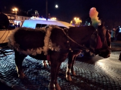 У Чернівцях довкола головної ялинки міста катаються на конях – фото