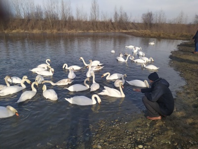 На Буковині на озері зимують десятки лебедів - фото
